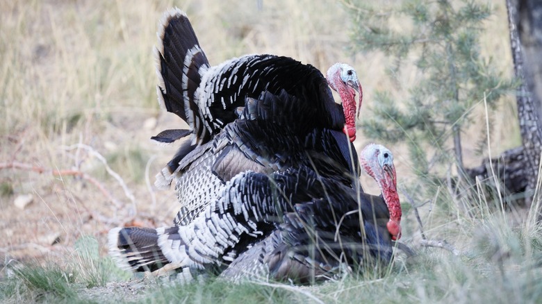 Two Narragansett turkeys outside