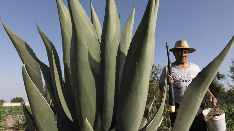 farmer with agave