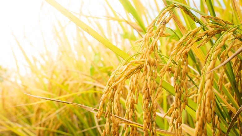 rice plant