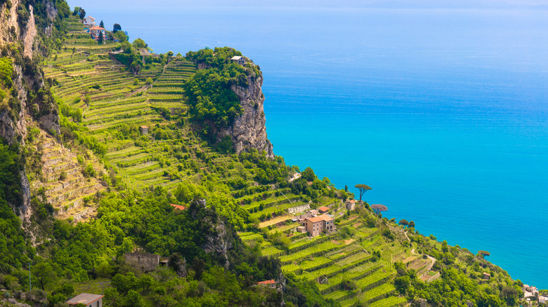 Amalfi terraced lemon farms