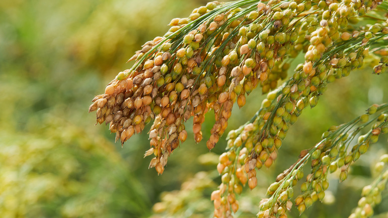 common millet 