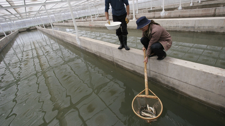 Fish farm in China