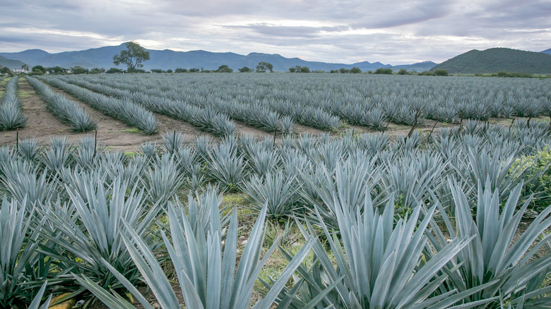 agave farm in Mexico