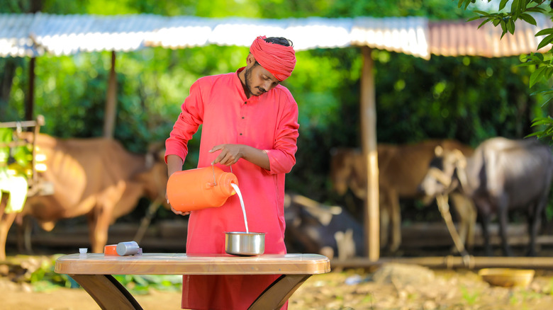 An Indian dairy farmer pouring milk