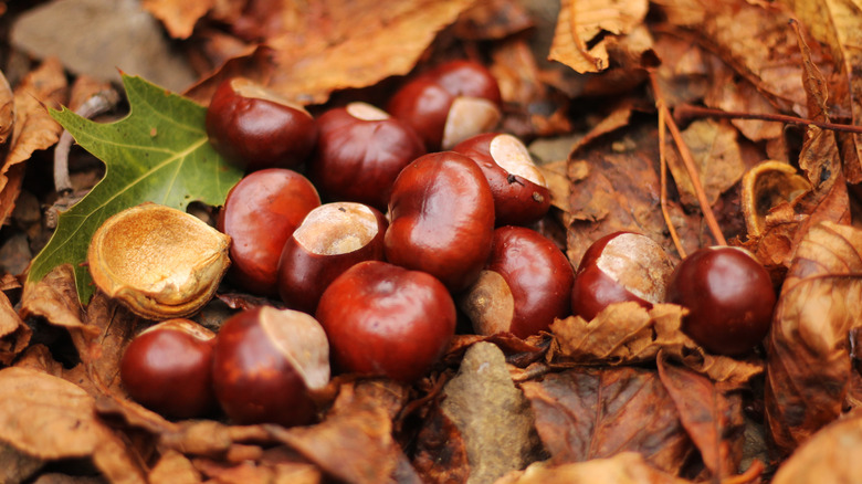 Buckeye nuts in the forest