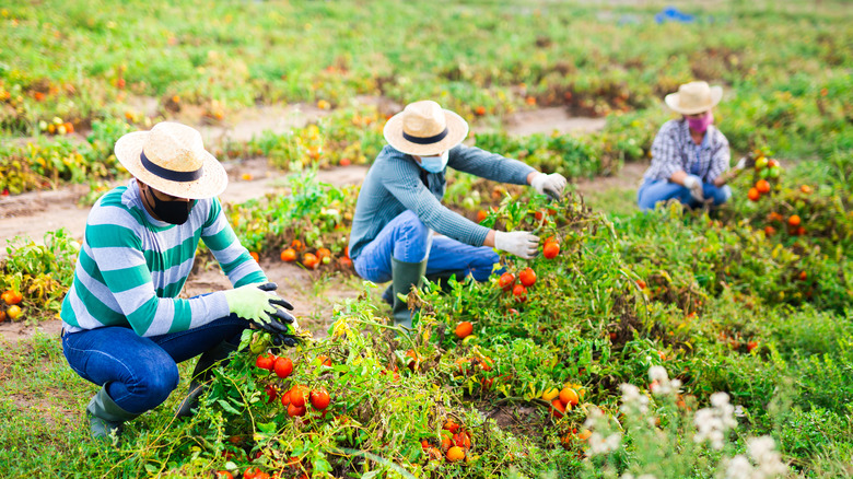 Farmworkers in face masks