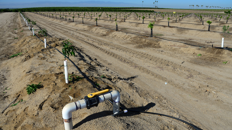 Trees hurt by drought