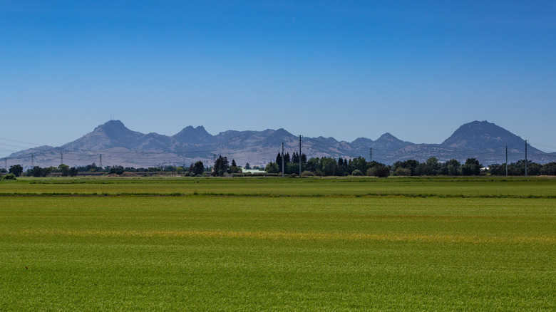 irrigated California rice field