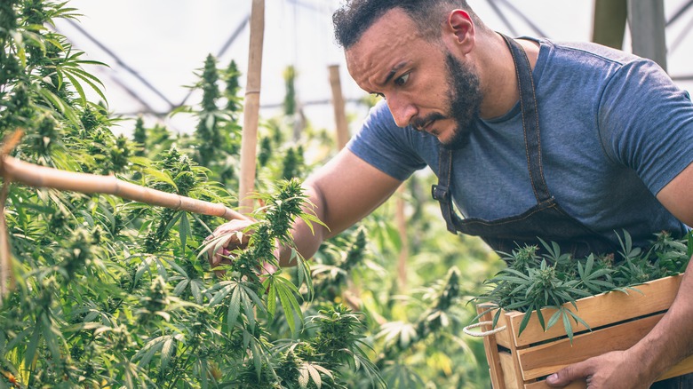 man collecting cannabis