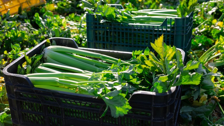 celery in crates in a field