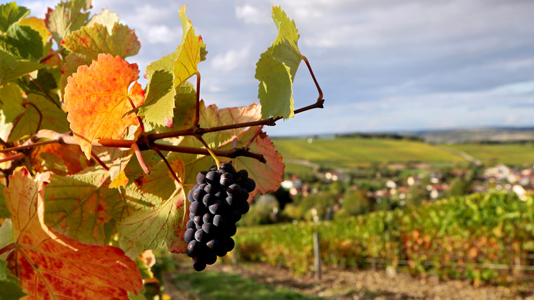 Pinot Noir vines in Champagne