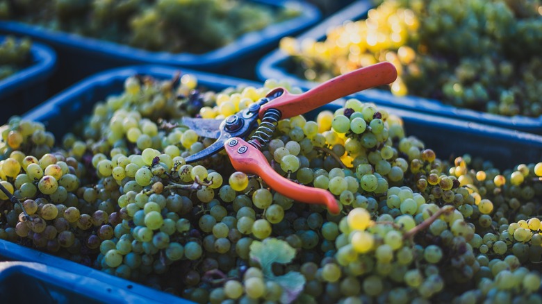 Grapes being harvested in a vineyard