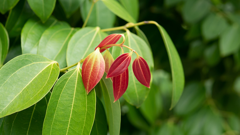 Cinnamon leaves on tree