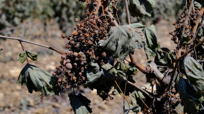 Burnt grapes