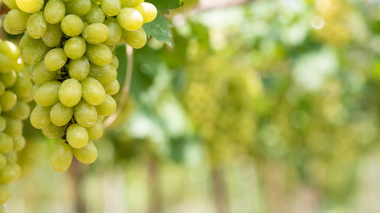 White grapes