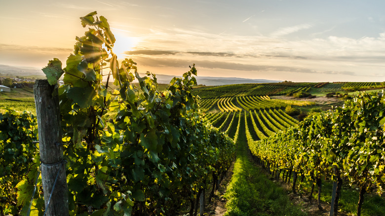 Vineyard in the sun