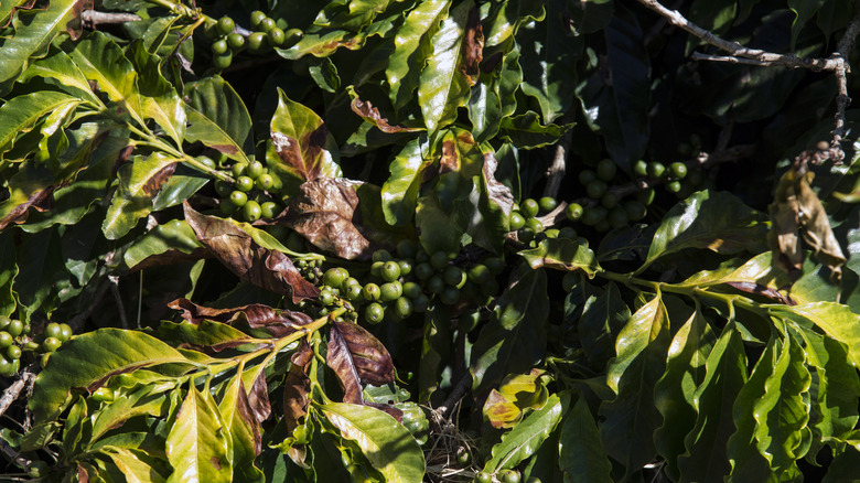 Coffee plant with drought leaves