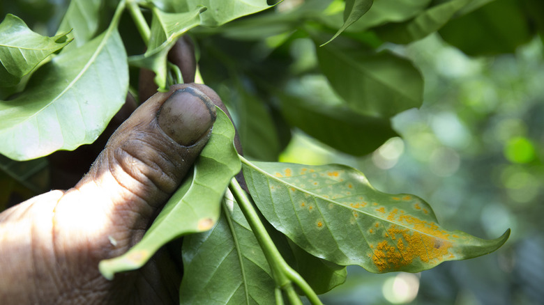 Coffee rust on plant in Guatemala