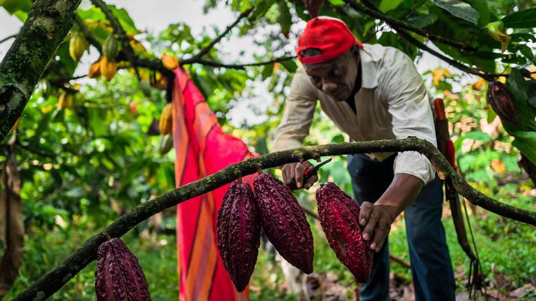 Cacao farmer cutting pods