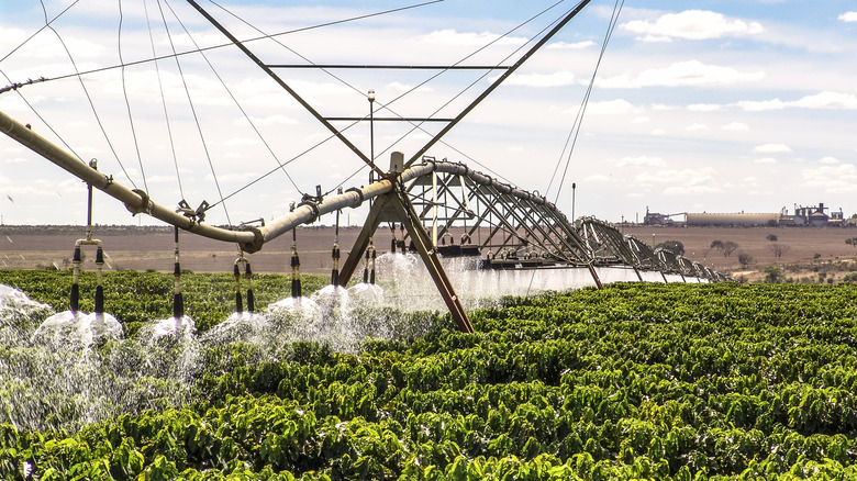 Central pivot irrigation coffee plantation