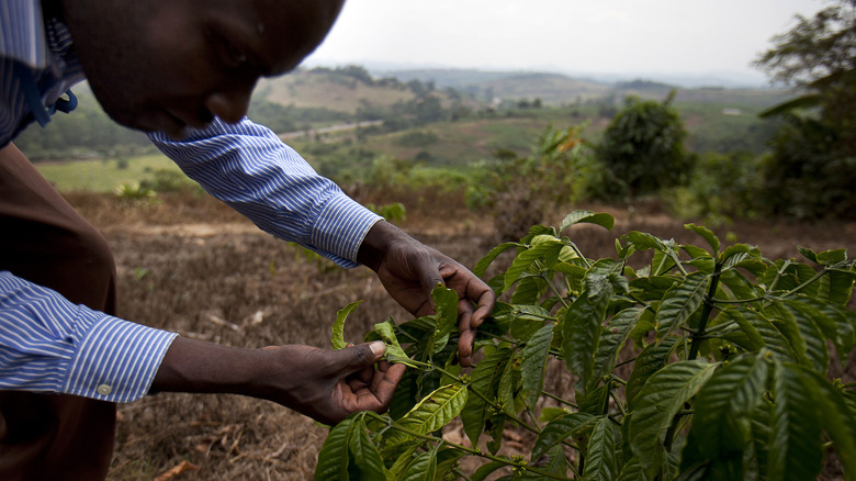 Farmer holding coffee leaf