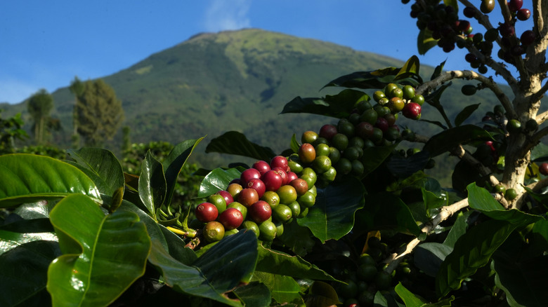 Coffee growing in Indonesia