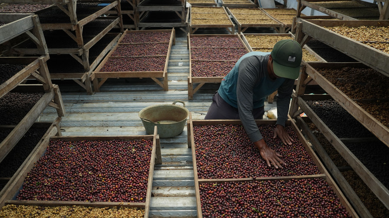 Indonesian worker with coffee bin