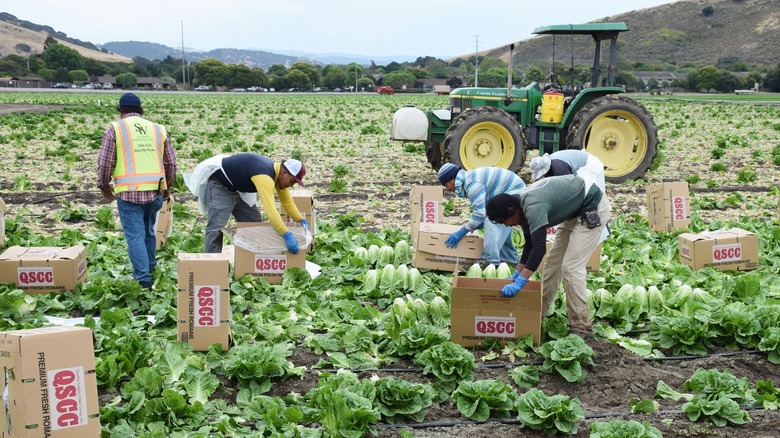 Workers harvest lettuce in California