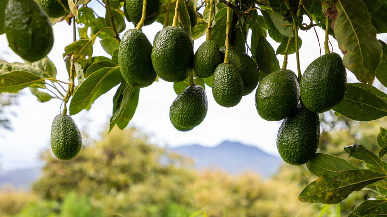 Avocados on a tree