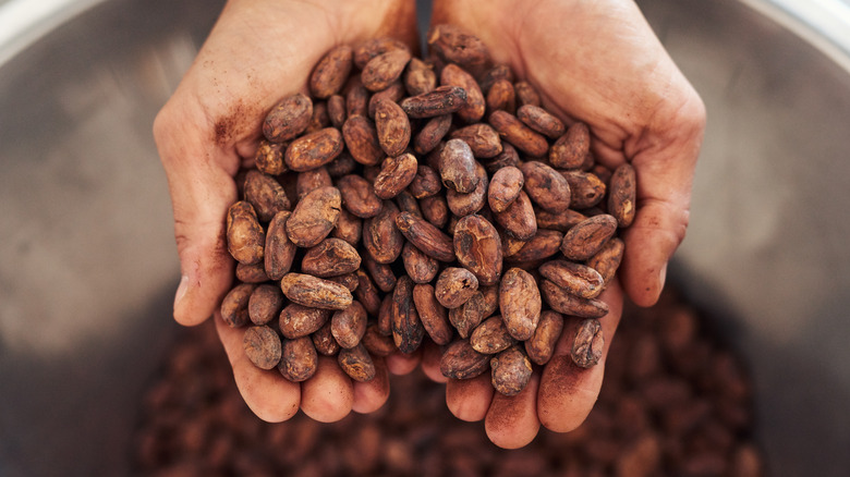 Cocoa beans in bowl