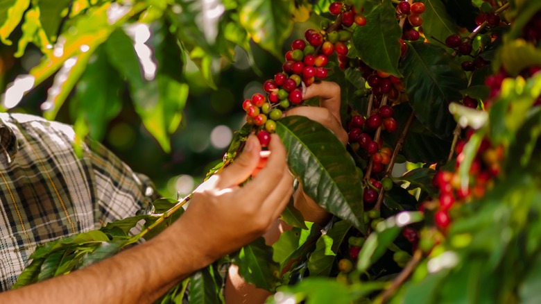 Arabica coffee beans