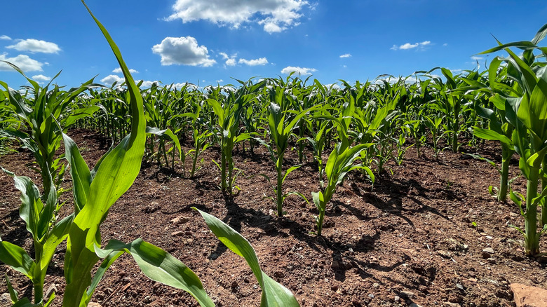 Corn fields in England
