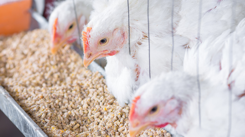 Hens eating grain