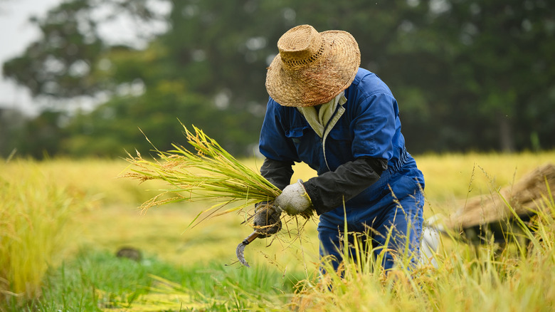 Rice farmer in patties