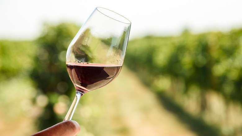 Wine glass with grape fields