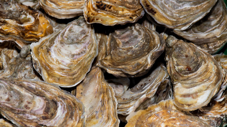 stack Oysters shells