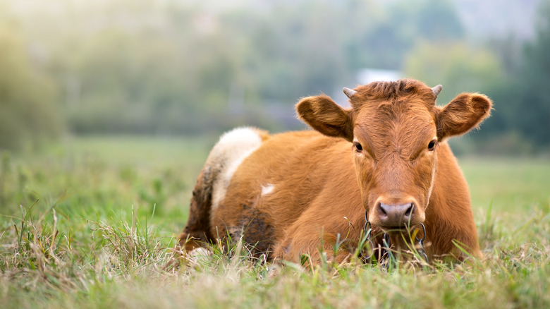 A cow in the pasture