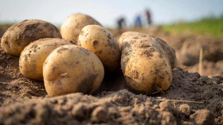 Potato harvest