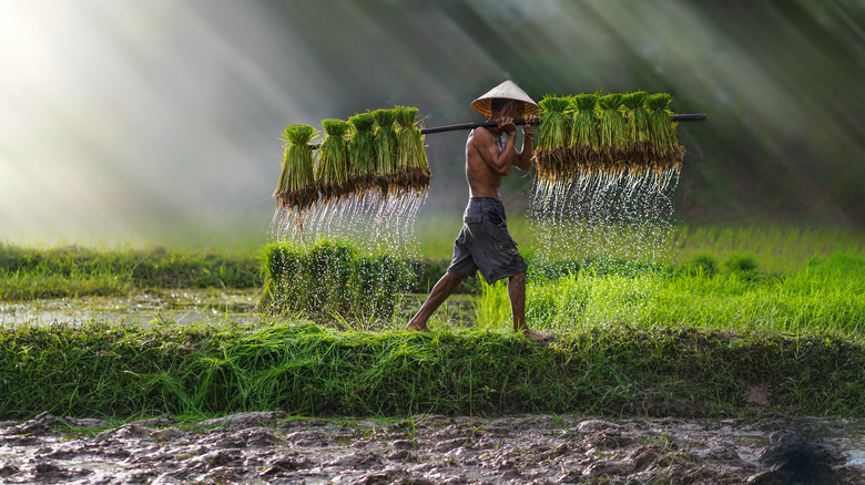 Farmer planting rice