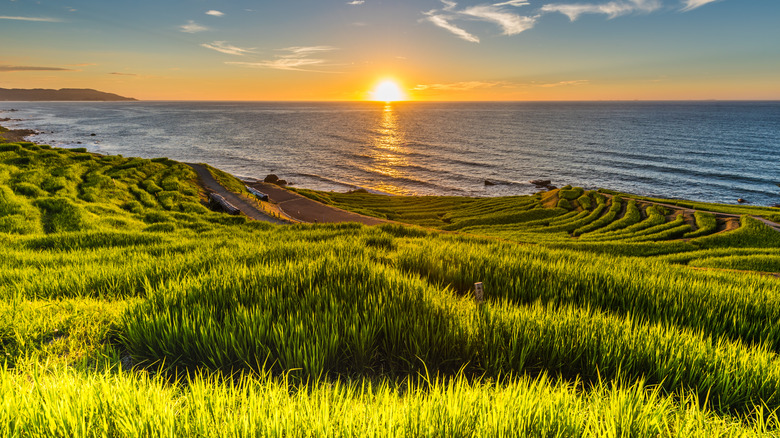 A Japanese rice farm near the beach