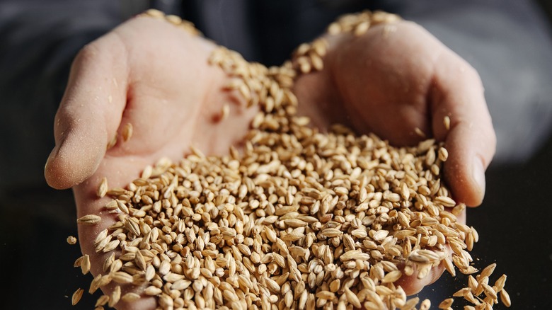 Brewer holding a handful of beer malt