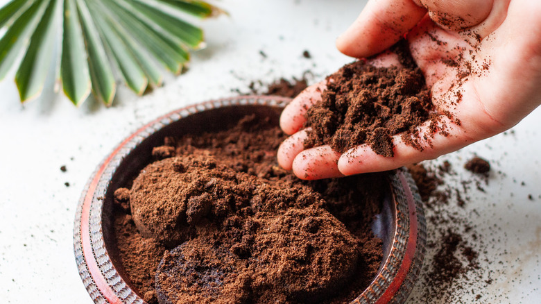 Coffee grounds in hand