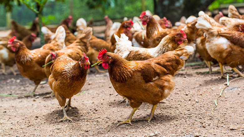 cage-free chickens