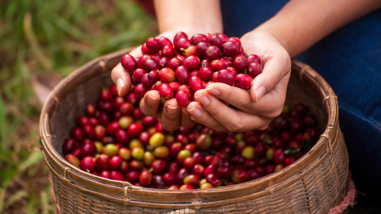Red coffee cherries in a basket, being scooped up by two hands