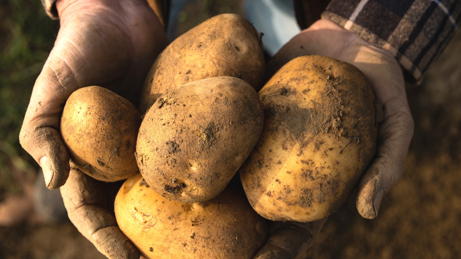 how-frito-lay-supports-local-potato-farmers