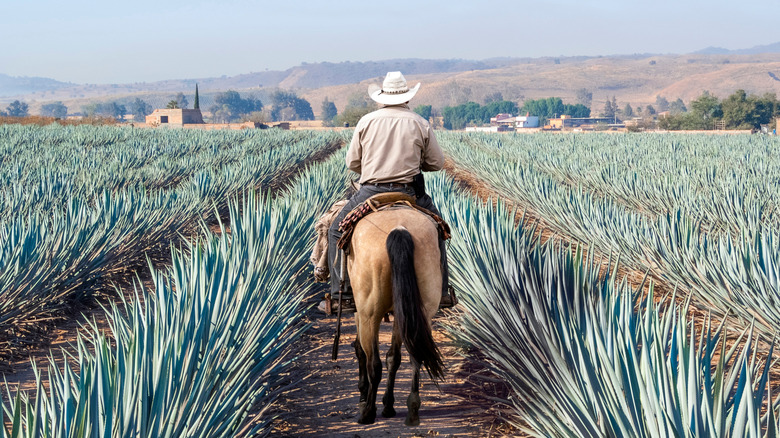 horse in blue agave field