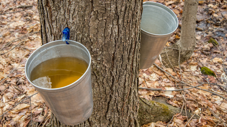 Maple syrup taps and buckets on trees