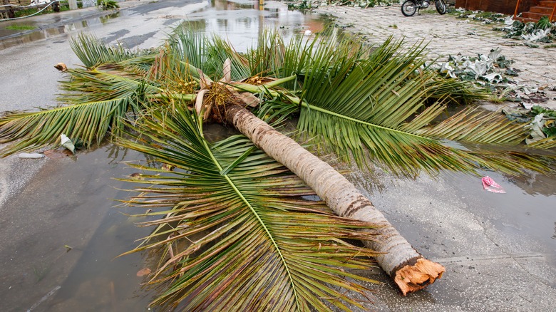 fallen palm tree, hurricane Fiona