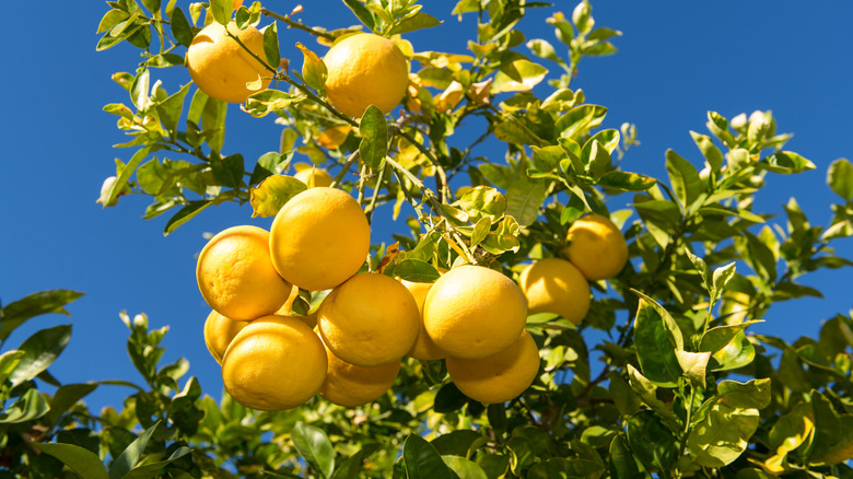 grapefruit on a tree