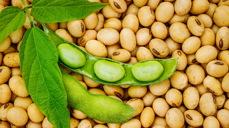 fresh and dried soybeans